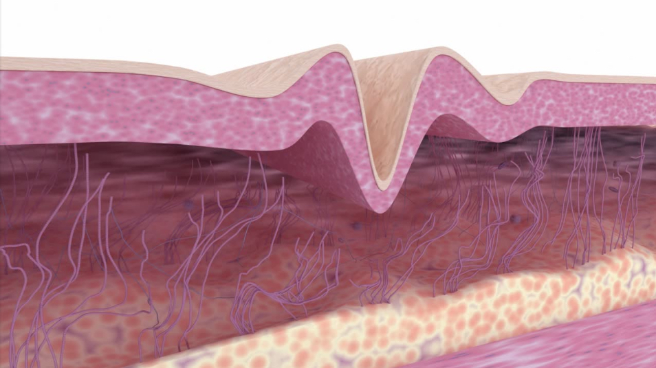 collagen.png
